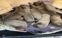 Whippet dogs for sale: Beautiful pure bred pups  - Image 2