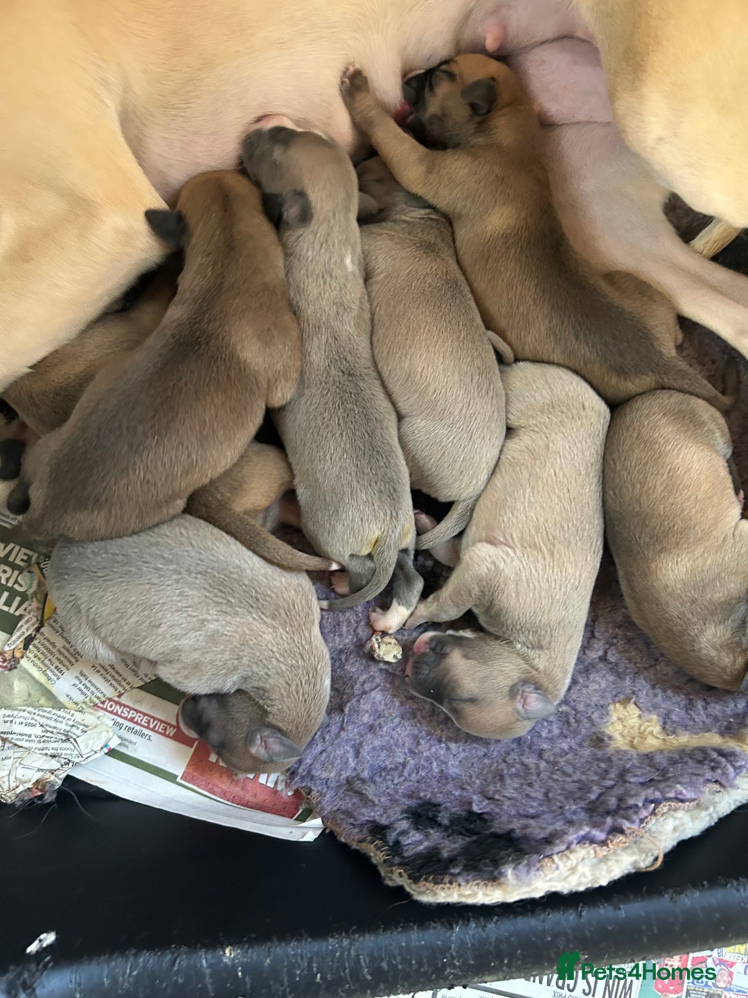 Whippet dogs for sale: Beautiful pure bred pups  - Image 2