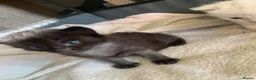 Ragdoll cats for sale: Half Ragdoll Kittens  - Advert 6