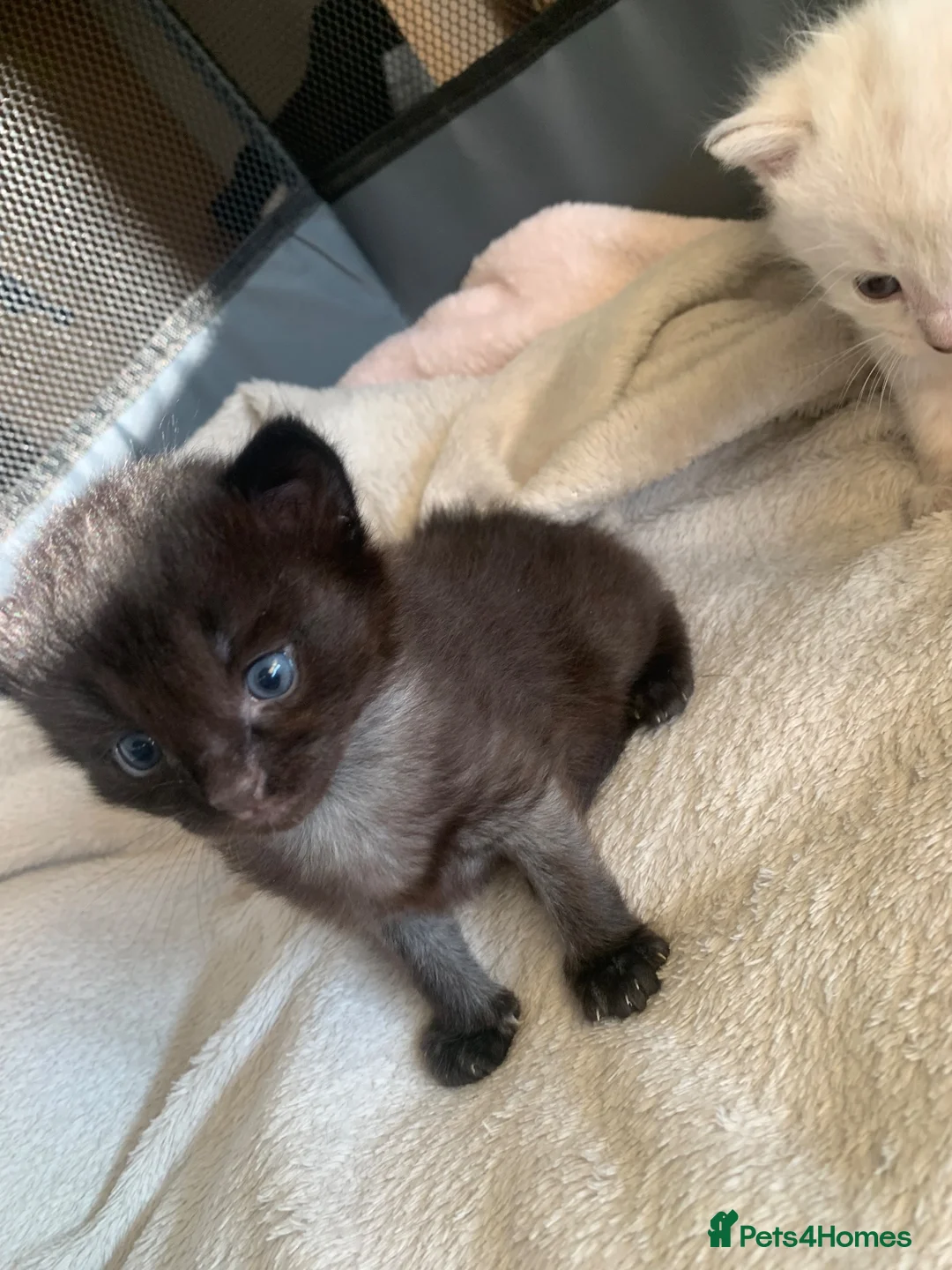 Ragdoll cats for sale: Half Ragdoll Kittens  - Advert 6