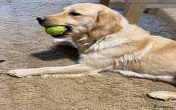 Golden Retriever dogs for sale: Golden Retriever Puppies Looking for Loving Homes! - Image 8