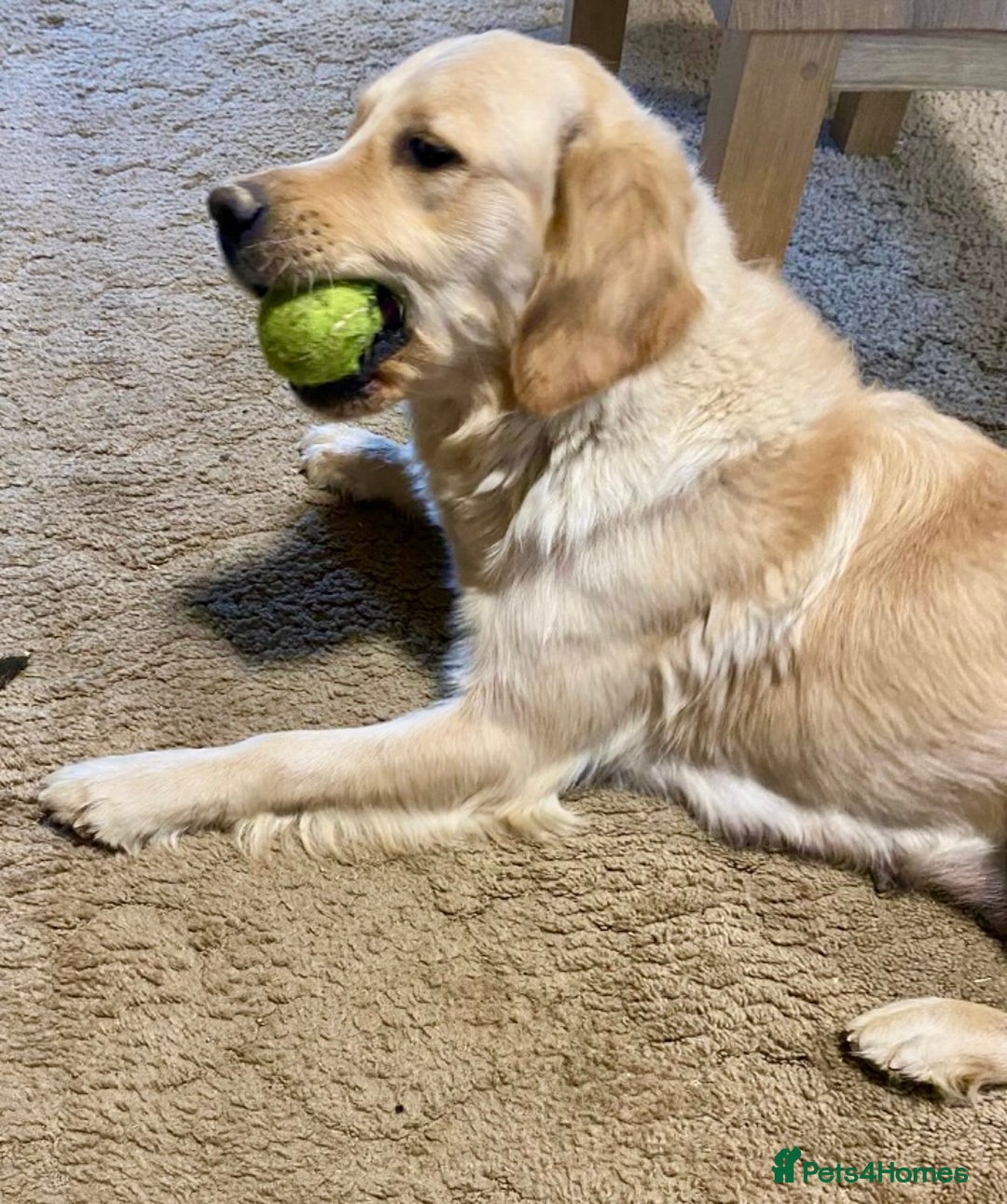 Golden Retriever dogs for sale: Golden Retriever Puppies Looking for Loving Homes! - Image 8