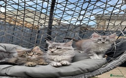 Maine Coon cats for sale: Perfect Maine Coons - Image 21