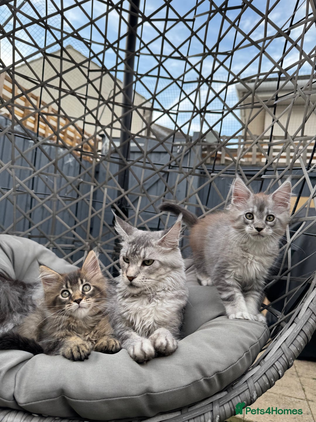 Maine Coon cats for sale: Perfect Maine Coons - Image 21