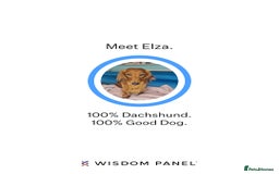 Dachshund dogs for sale: Last one beautiful long-haired dachshunds girl 😍 - Image 19