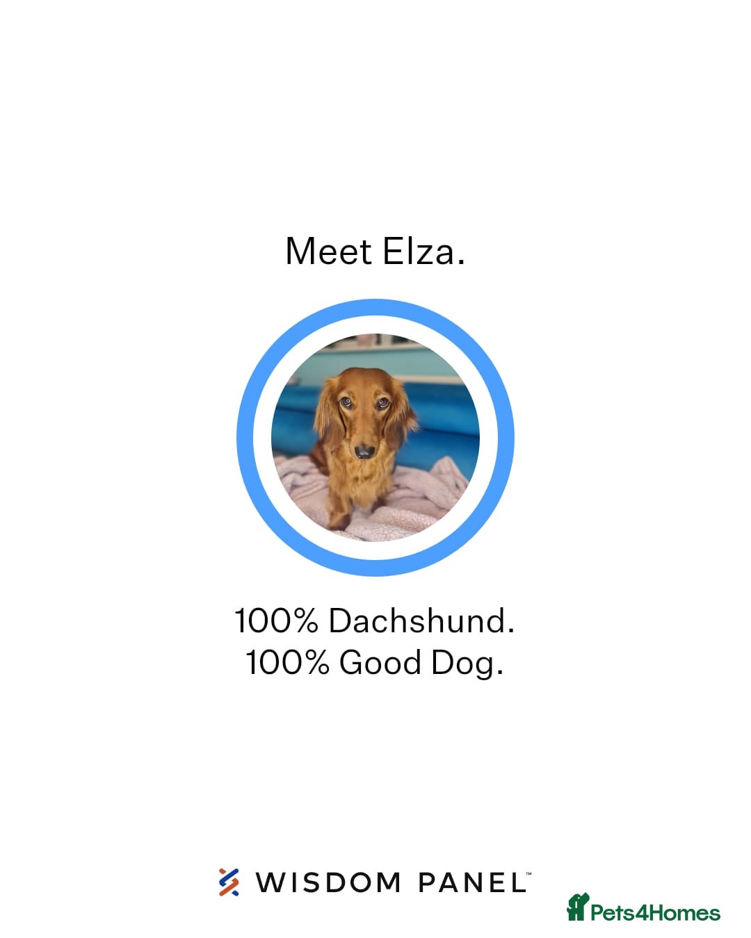 Dachshund dogs for sale: Last one beautiful long-haired dachshunds girl 😍 - Image 19