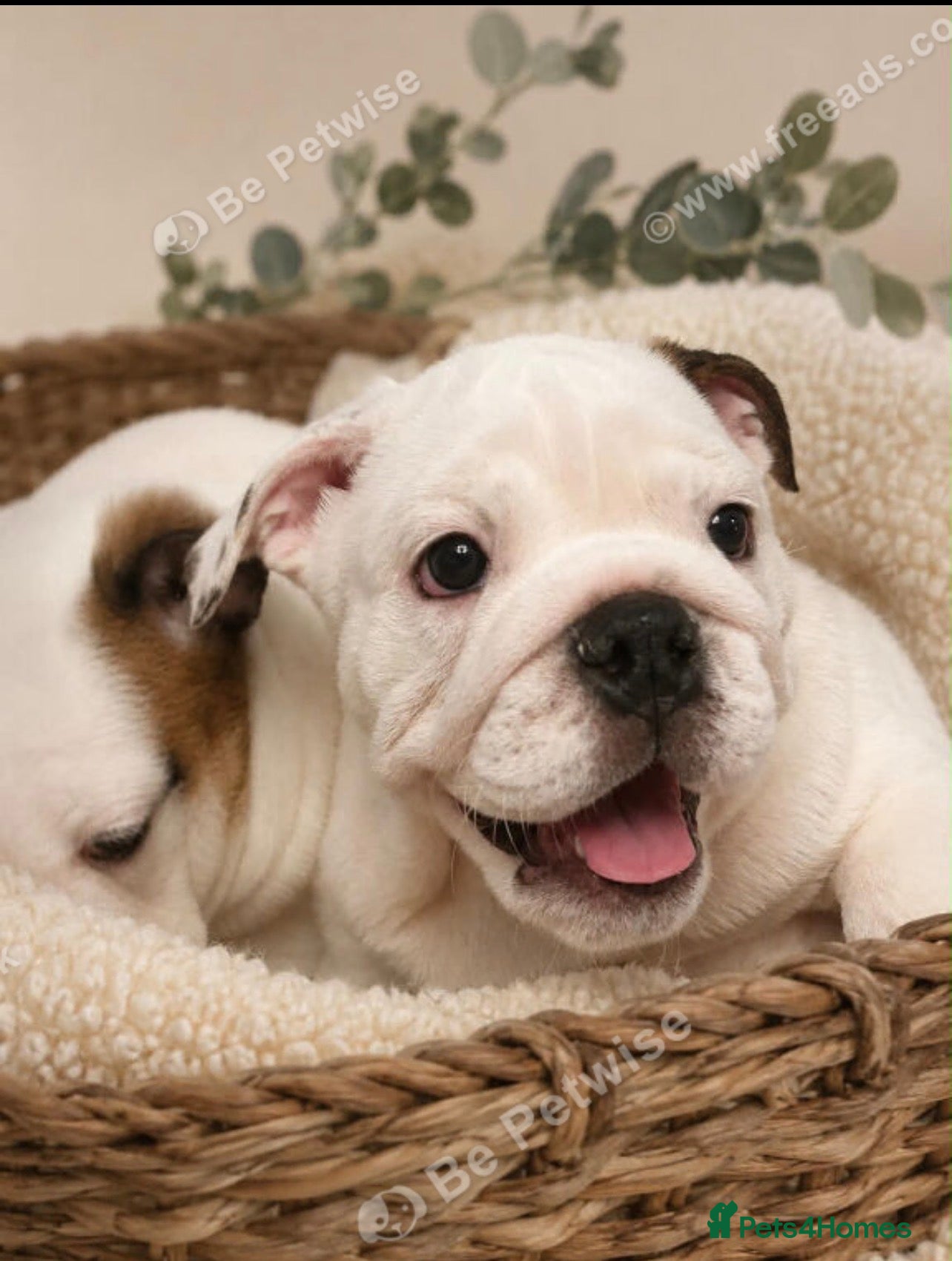 English Bulldog dogs  KC Reg English bulldog pup genuine breed colour - Advert 23