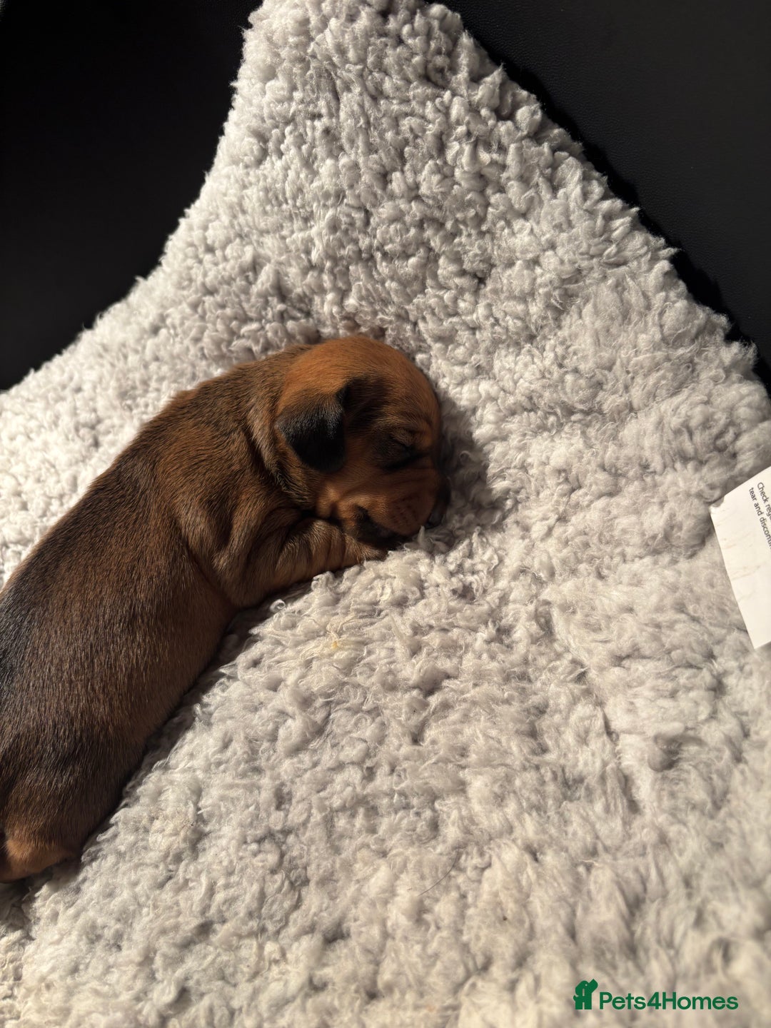Miniature Dachshund dogs for sale: Miniature dachshund (1 girl left) - Advert 18
