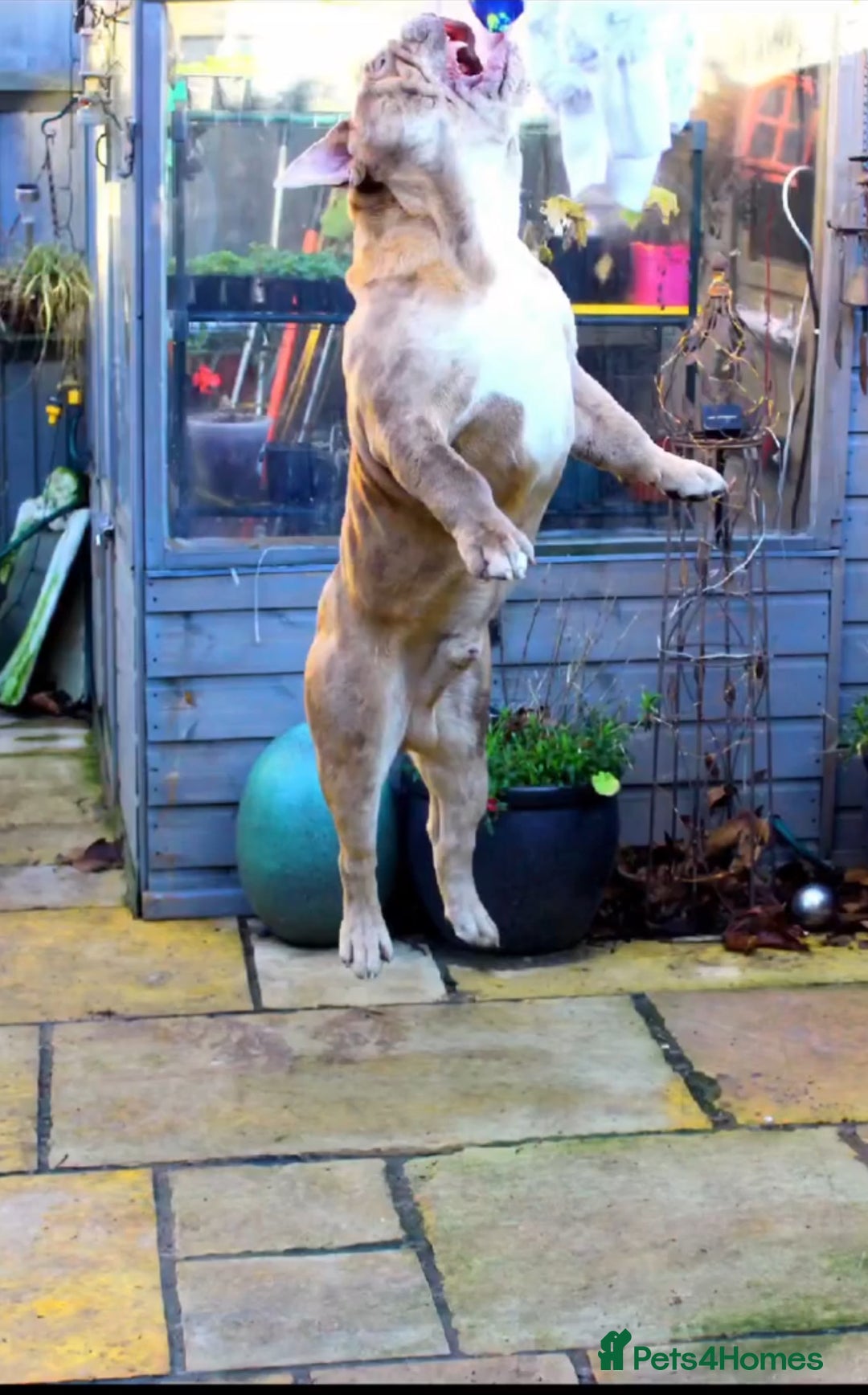 Olde English Bulldogge dogs for stud: 2 olde English bulldogs brothers for stud - Image 6