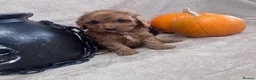 Cockapoo dogs for sale: Stunning fluffy deep red Cockapoos - Advert 8