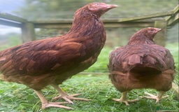 Chickens poultry for sale: Rhode Island Red - Image 3