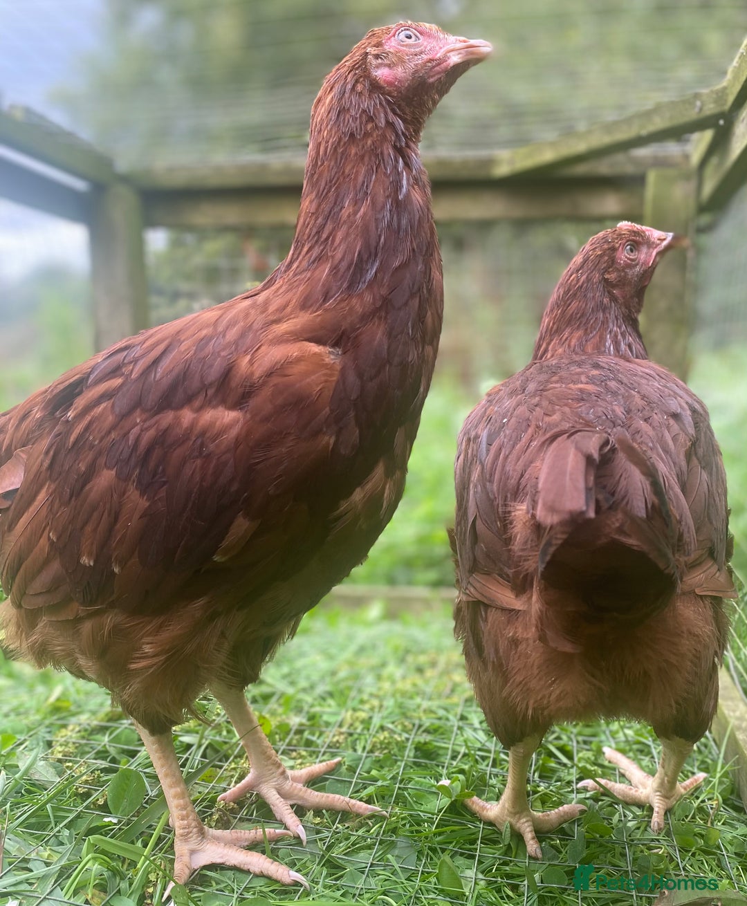 Chickens poultry for sale: Rhode Island Red - Image 3