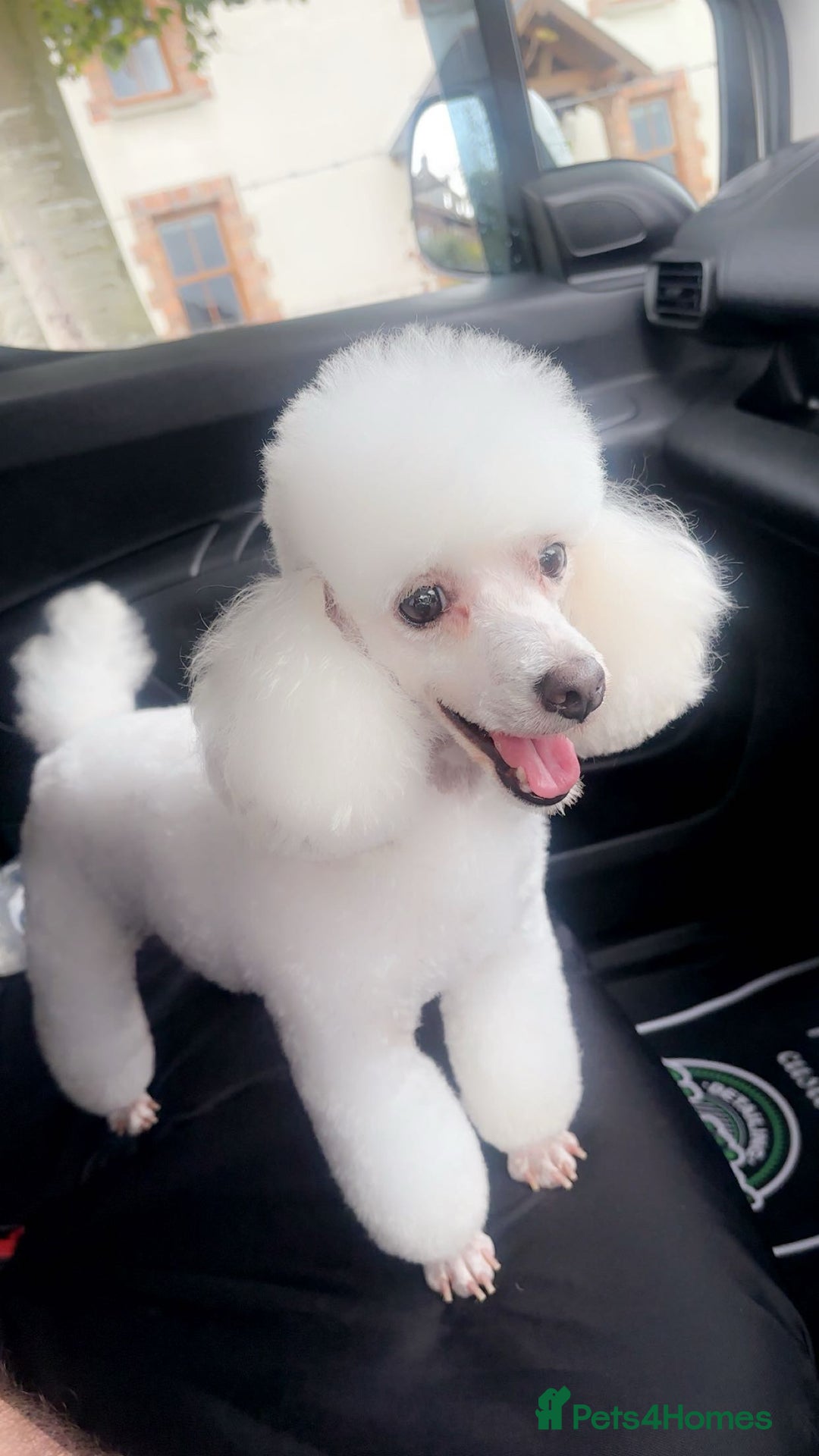 Toy Poodle dogs for sale: Stunning Toy poodles  - Image 8