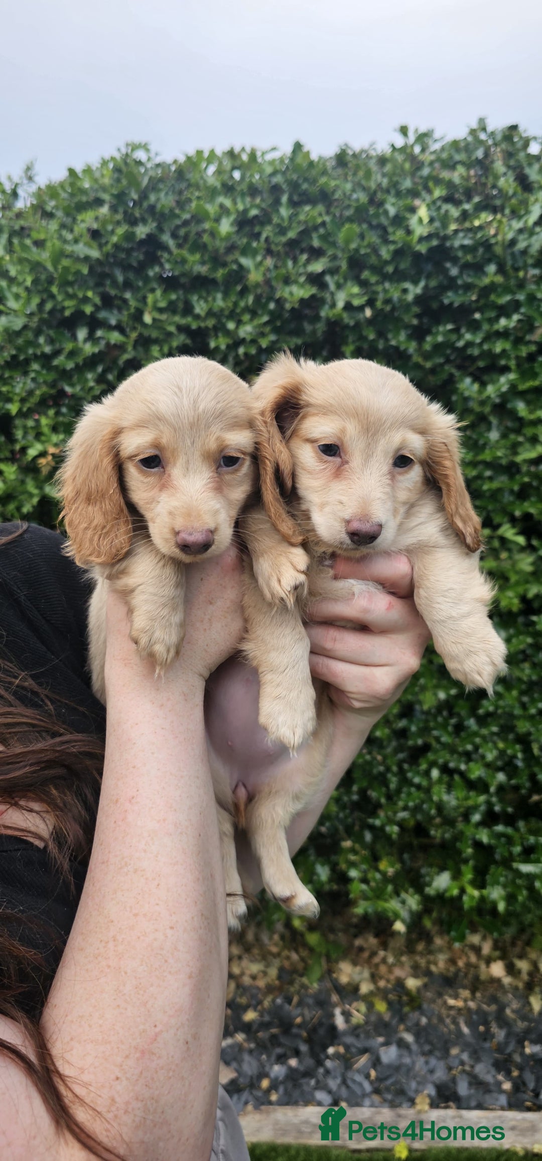 Miniature Dachshund dogs for sale: KC Long Haired Cream Carriers Miniature Dachshunds - Image 5