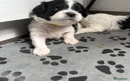 Mixed Breed dogs for sale: 6 beautiful Shihpoo + cotton de Tulear puppies - Image 8