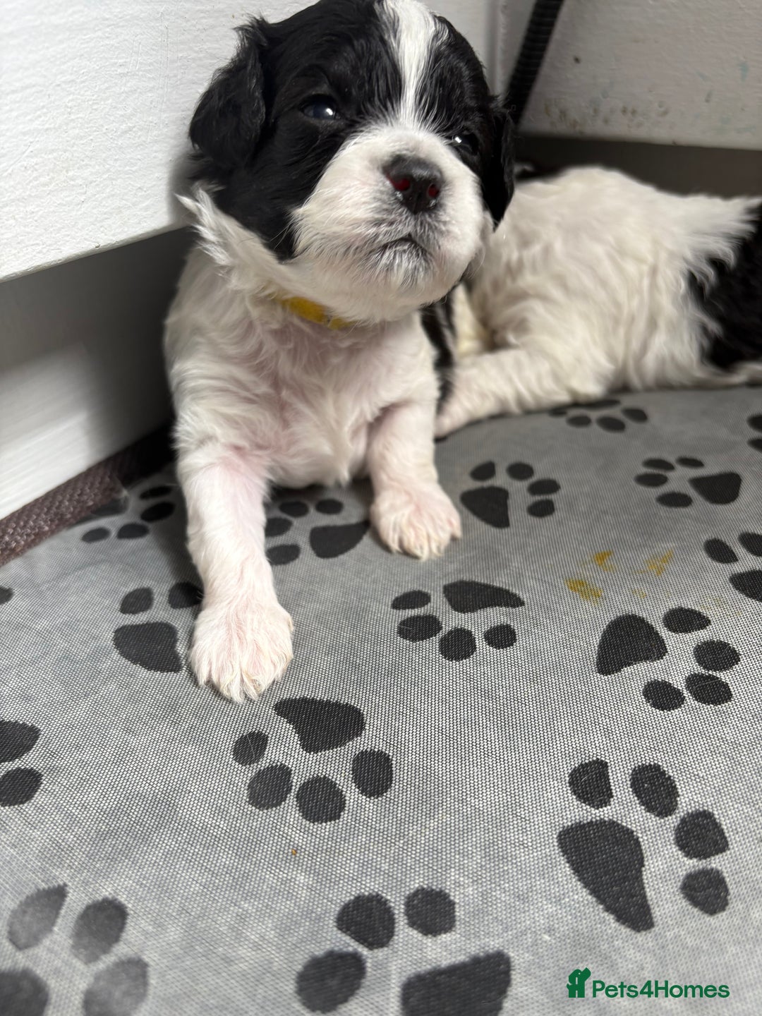 Mixed Breed dogs for sale: 6 beautiful Shihpoo + cotton de Tulear puppies - Image 8