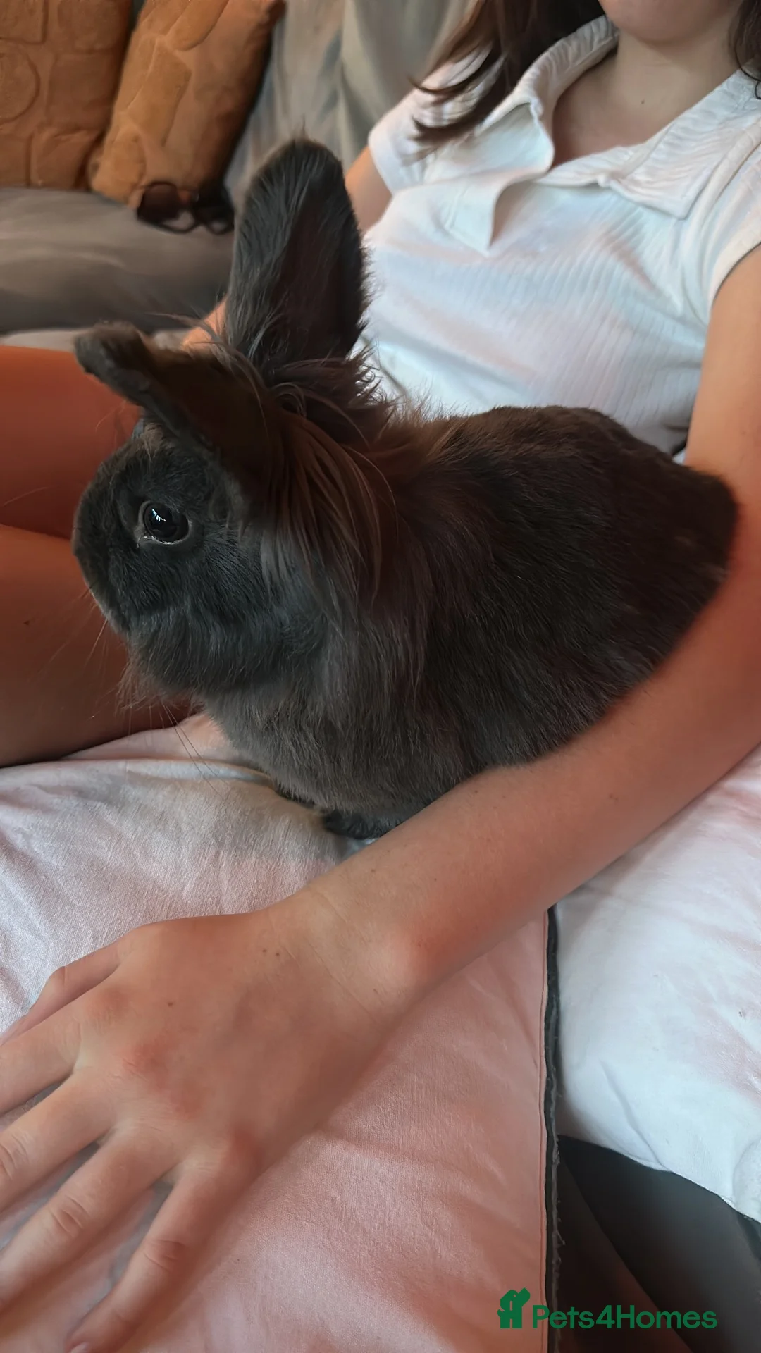 Lionhead rabbits for sale: Lionhead Rabbit - Advert 3