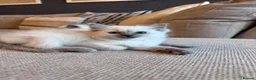 Ragdoll cats for sale: 🐾GCCF registered ragdoll kittens Lilac and blue🐾 - Advert 13