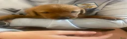 Labrador Retriever dogs for sale: Fox Red Labrador Puppies - Advert 9