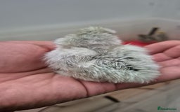 Chickens poultry for sale: Day old Silkies and quail chicks - Image 6