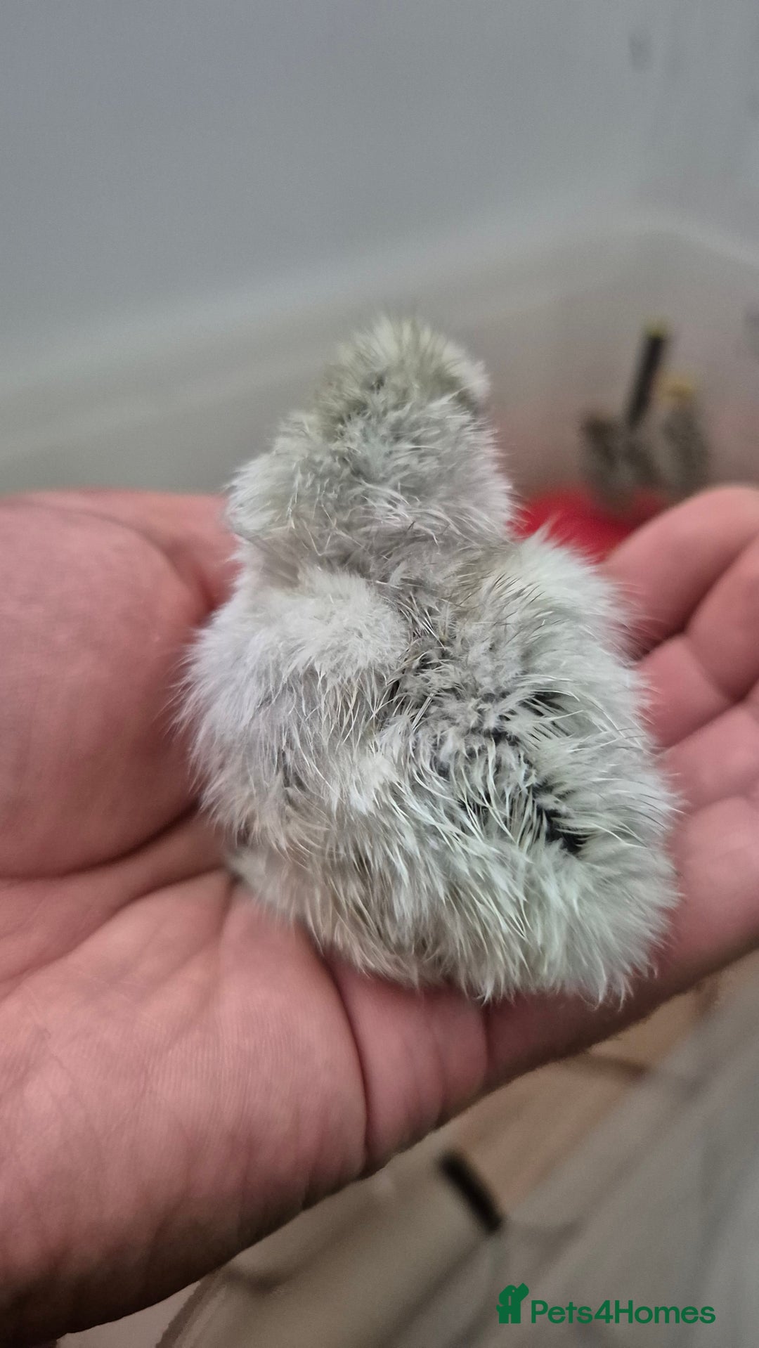 Chickens poultry for sale: Day old Silkies and quail chicks - Image 6