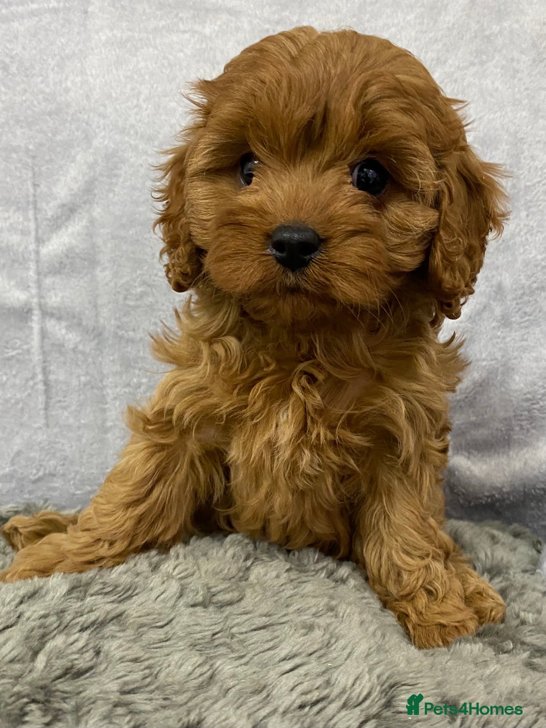 Cavapoo dogs for sale: Cute Cavapoo - Advert 7