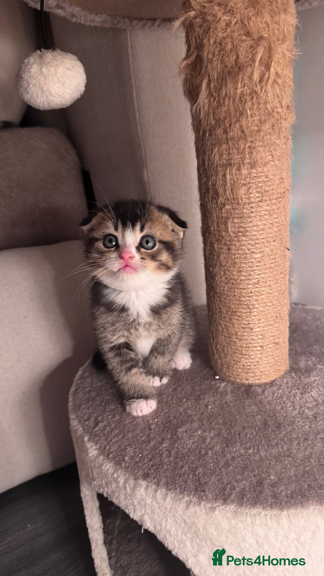 Scottish Fold cats for sale: Scottish fold X Scottish straight  - Advert 5
