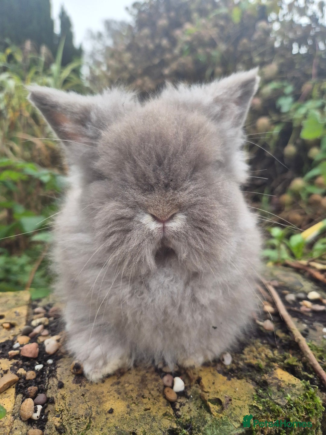 Angora rabbits for sale: Teddydwerg babies 💓💙 READY NOW 😍  - Advert 18