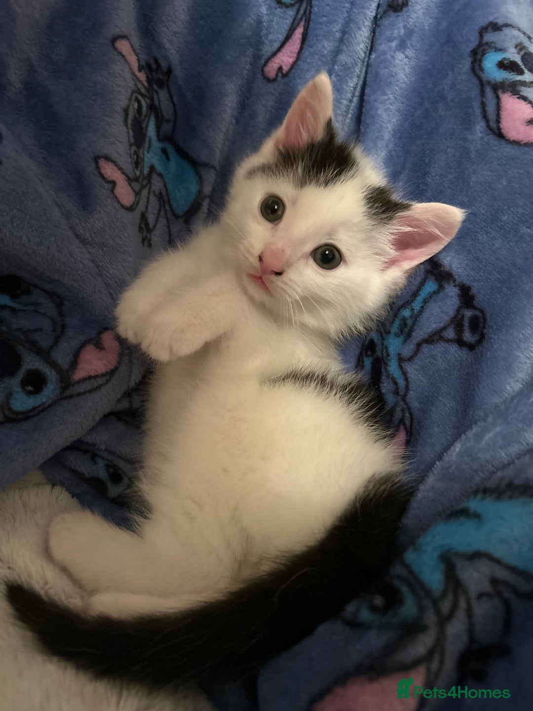 Norwegian Forest Cat cats for sale: Female kitten for sale  - Advert 2