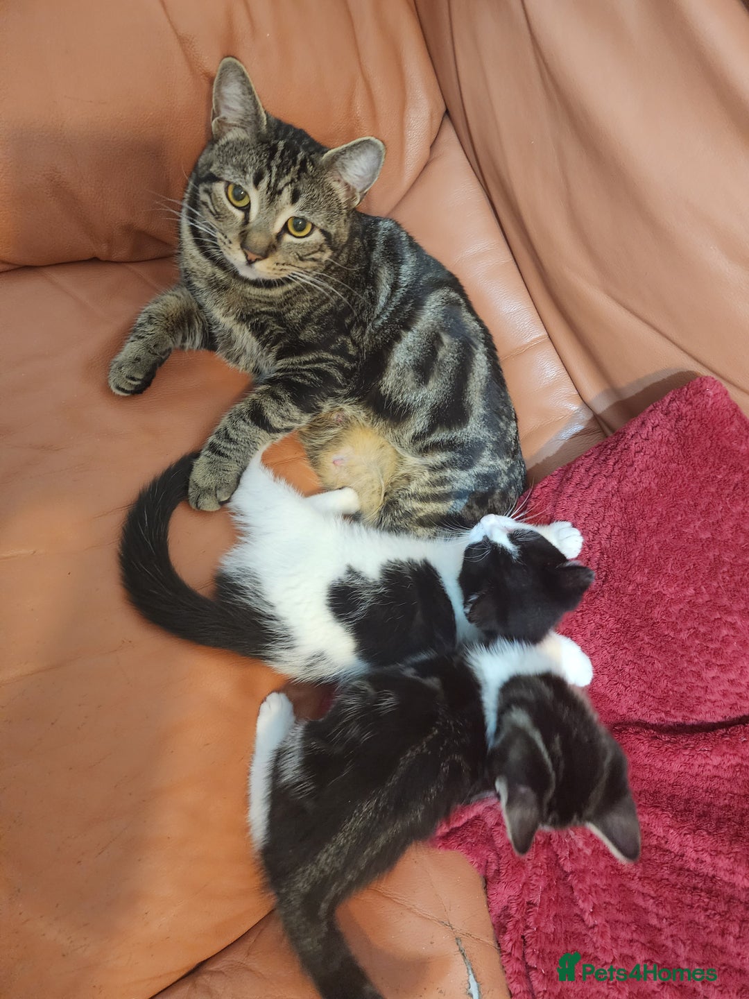 Mixed Breed cats for sale: Three playful mixed breed kittens for sale - Advert 2