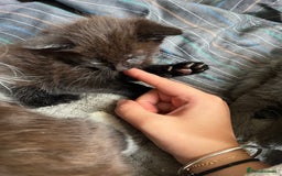 Mixed Breed cats for sale: 3 baby boys looking for their new homes , 4 weeks  - Image 7