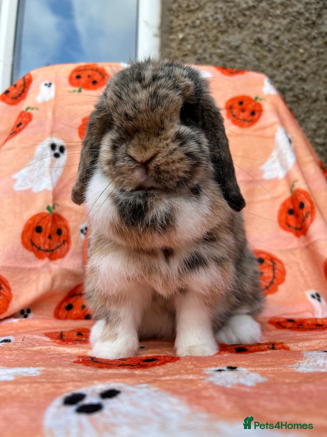 Mini Lop rabbits for sale: Stunning Mini Lop Doe For Sale - Image 3