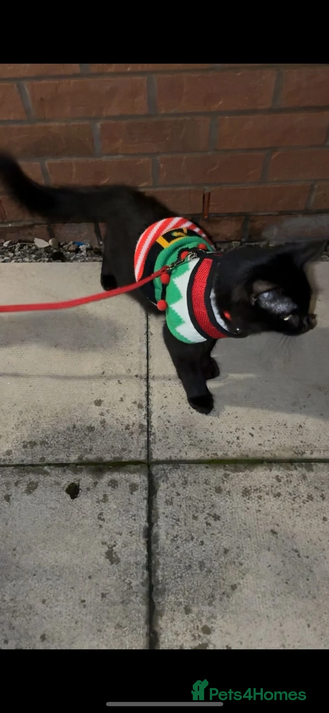 Mixed Breed cats for sale: For sale - Persian/sphynx neutered young male  in Melksham - Advert 2