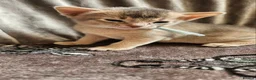 Abyssinian cats for sale: Beautiful Abyssinian Kittens  - Advert 8