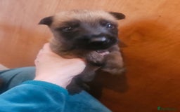 Belgian Shepherd Dog dogs for sale: Belgium Malinos shepard puppys - Image 14