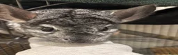 Chinchilla rodents for sale: Male Chinchilla + Cage setup for sale  - Advert 3
