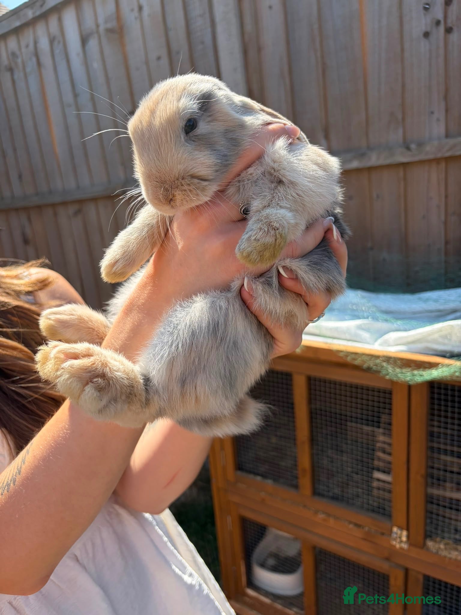 Mini Lop rabbits Harlequin Mini Lops  - Advert 10