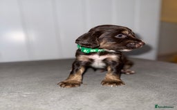 Sprocker dogs for sale: Sprocker puppies - Image 6