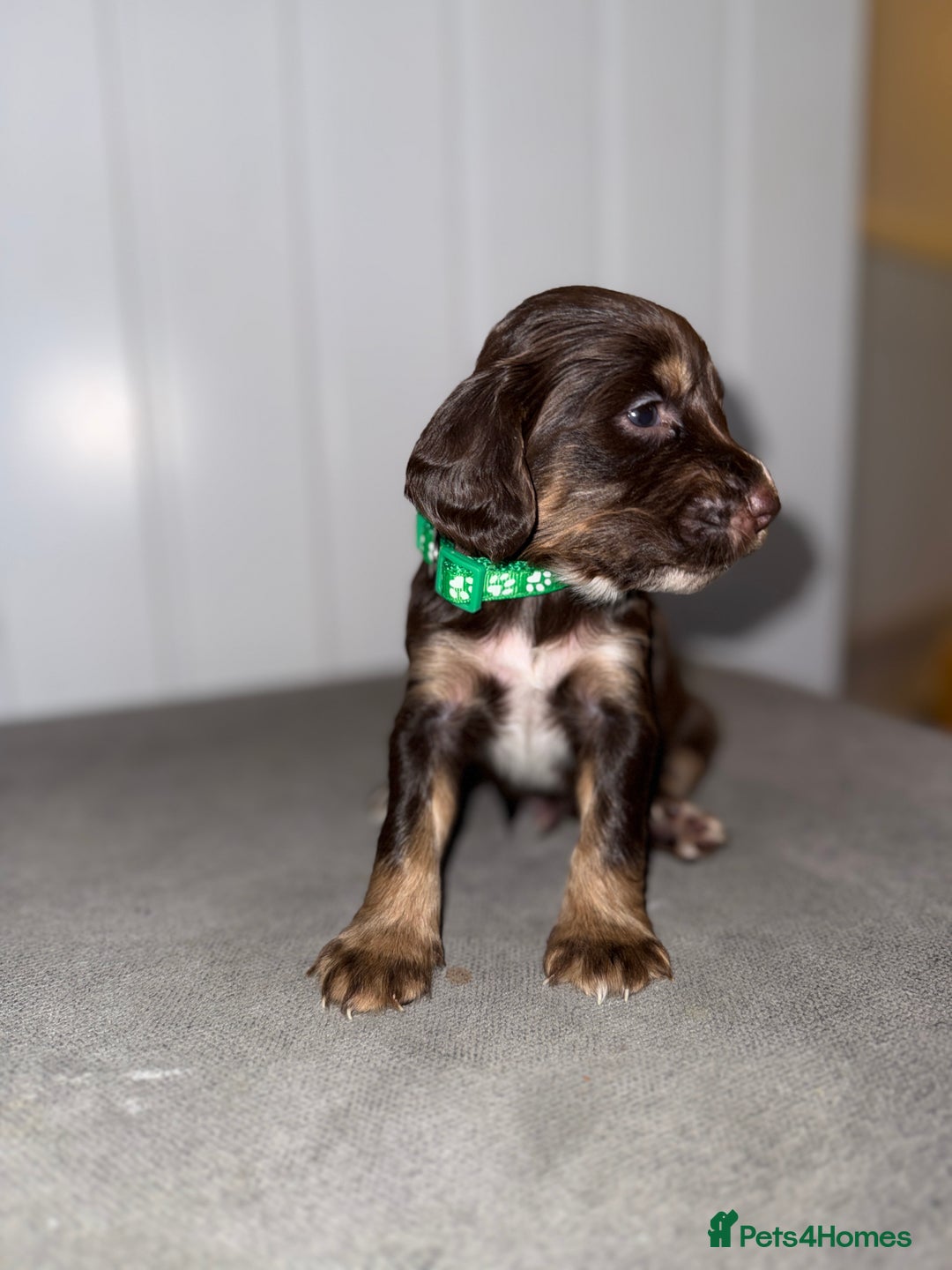 Sprocker dogs for sale: Sprocker puppies - Image 6