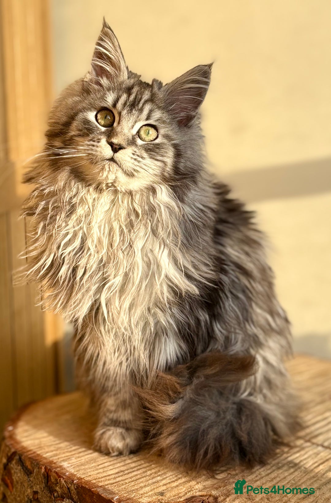 Maine Coon cats for sale: Beautiful Maine coon kittens - Advert 10