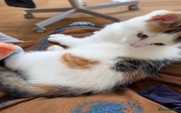 Mixed Breed cats for sale: 2 kittens avalible need home asap - Image 1