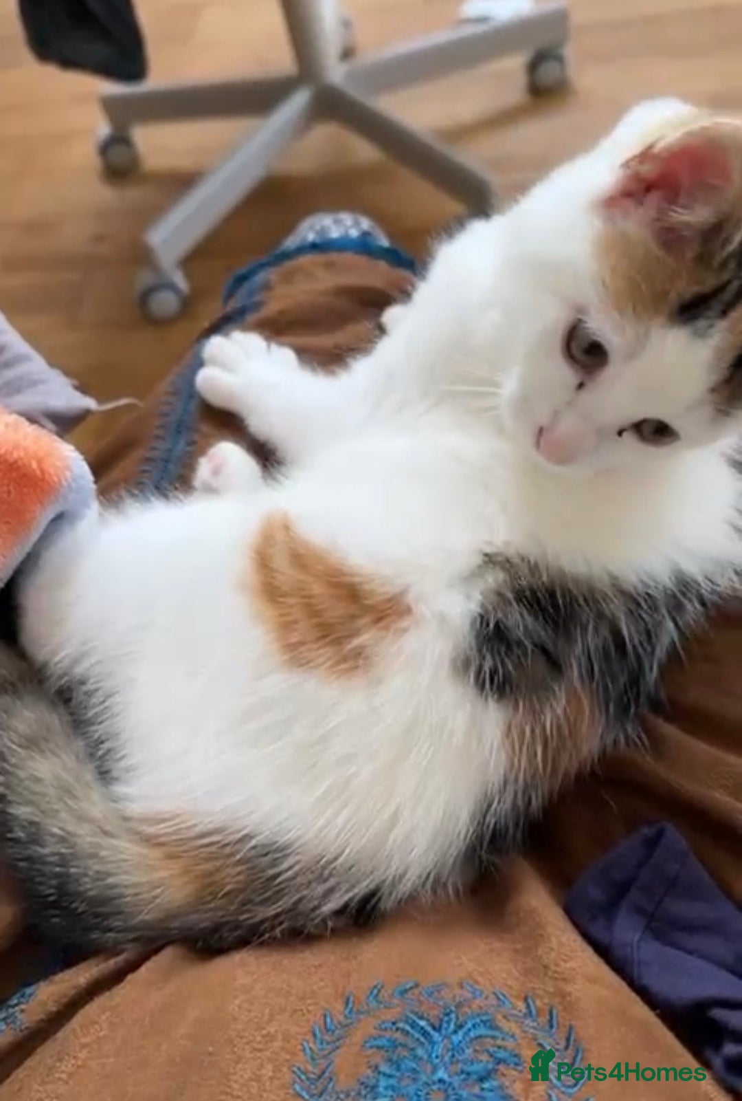 Mixed Breed cats for sale: 2 kittens avalible need home asap - Image 1