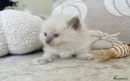 Ragdoll cats for sale: Blue Point Ragdoll Kittens! - Image 12