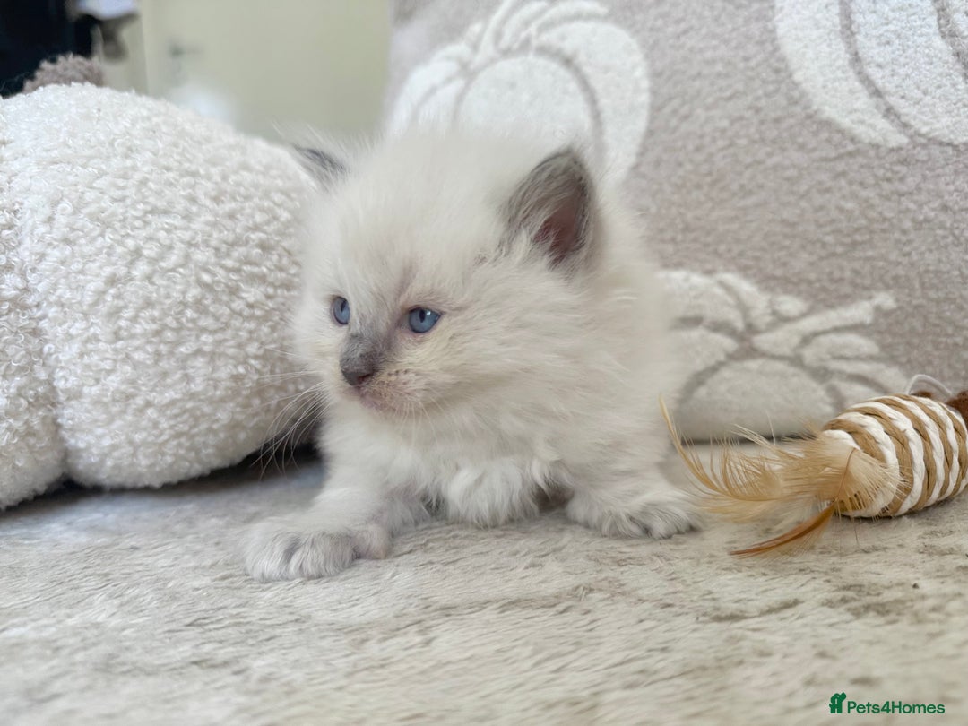 Ragdoll cats for sale: Blue Point Ragdoll Kittens! - Image 12