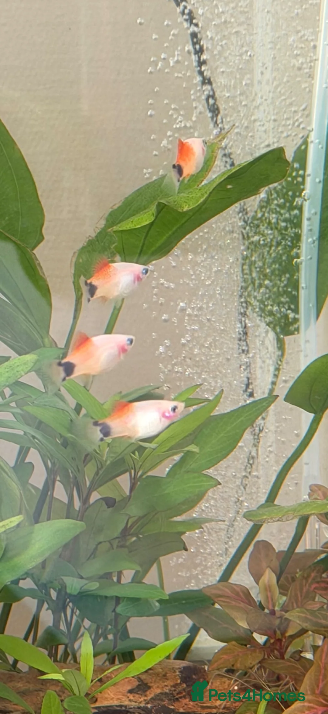 Platies fish for sale: Platy Adolescents  in Hemel Hempstead - Advert 2
