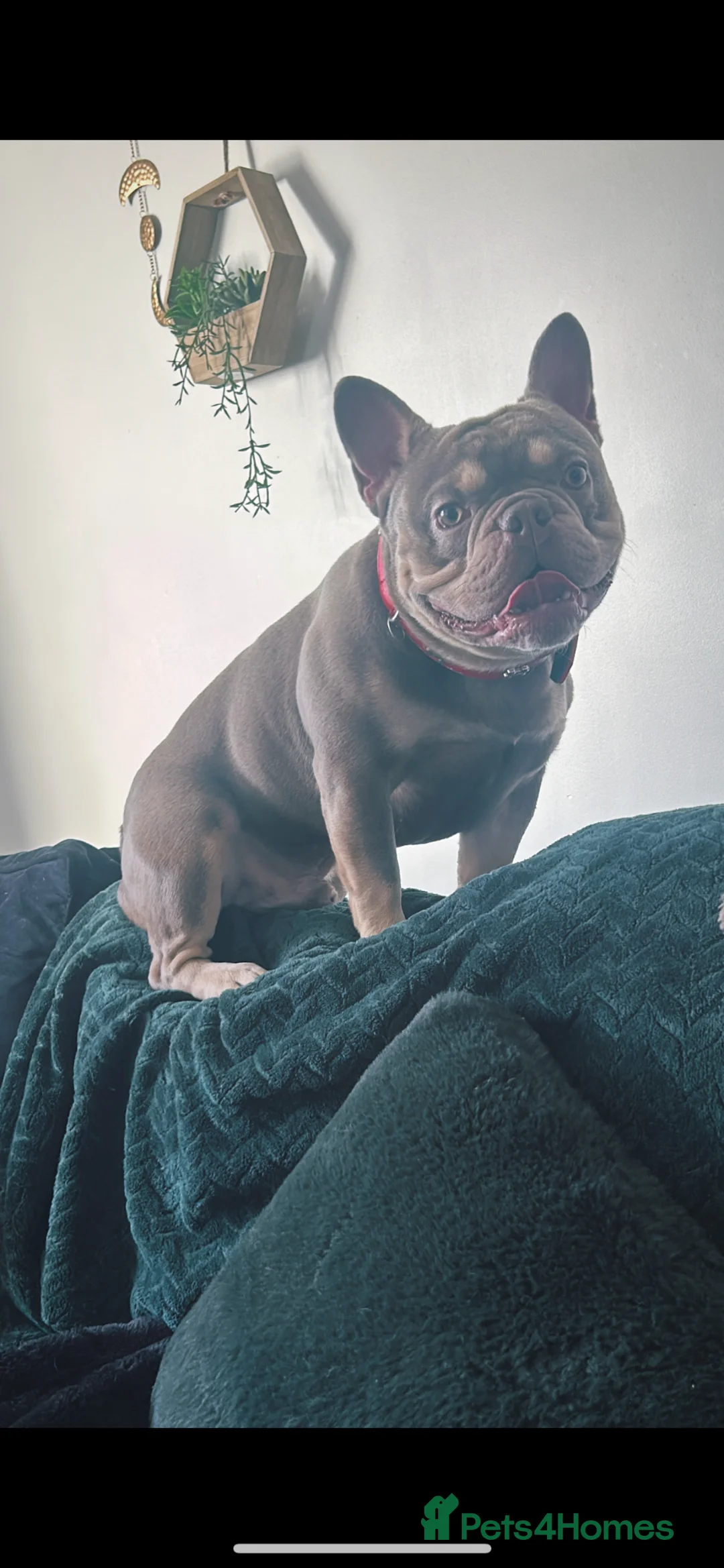 French Bulldog dogs for sale: Wallace 2 years old  - Advert 2