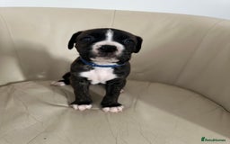Mixed Breed dogs for sale: Cane Corso/boxer X Dogue de Bordeaux  - Image 14
