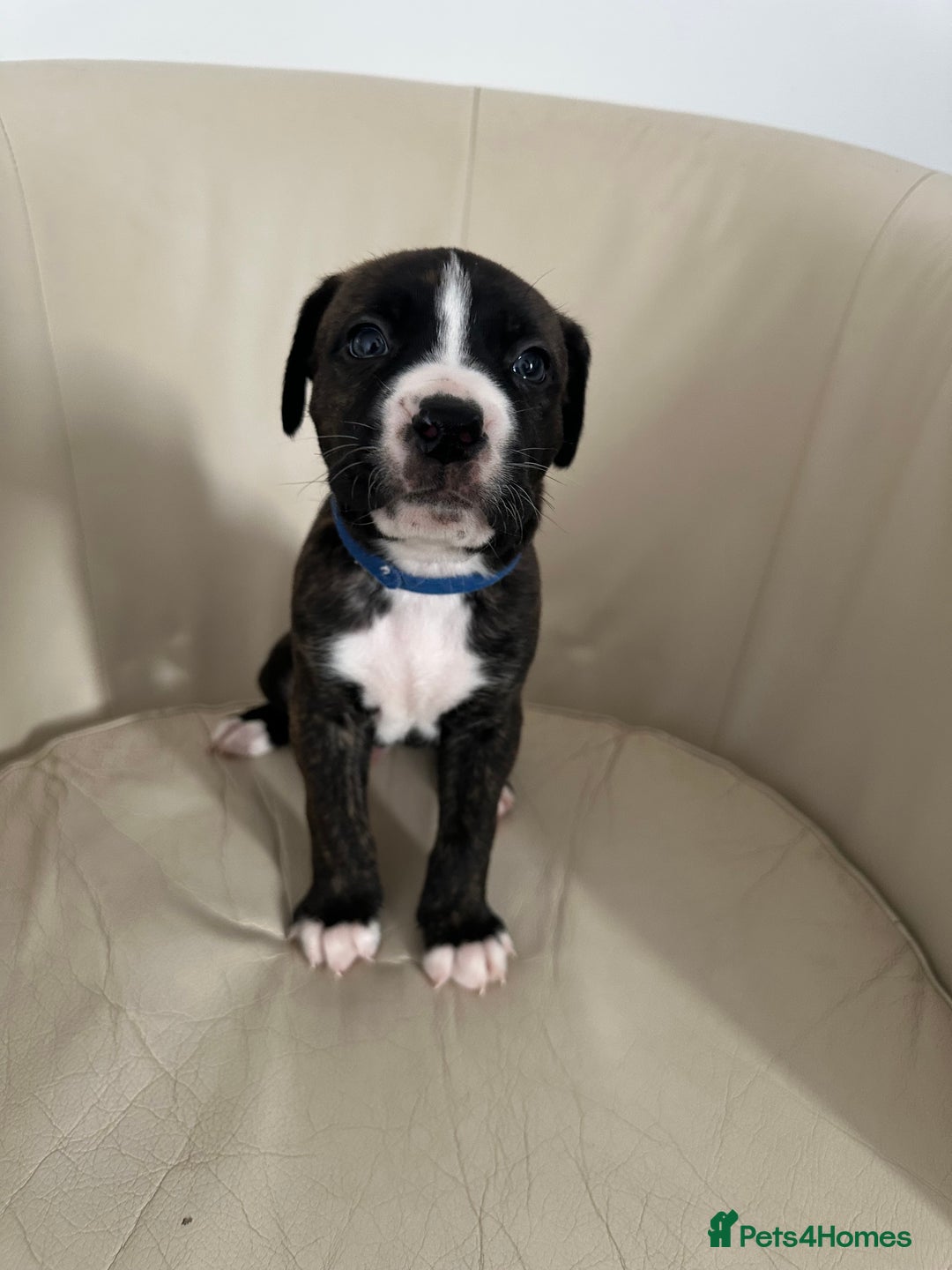 Mixed Breed dogs for sale: Cane Corso/boxer X Dogue de Bordeaux  - Image 14