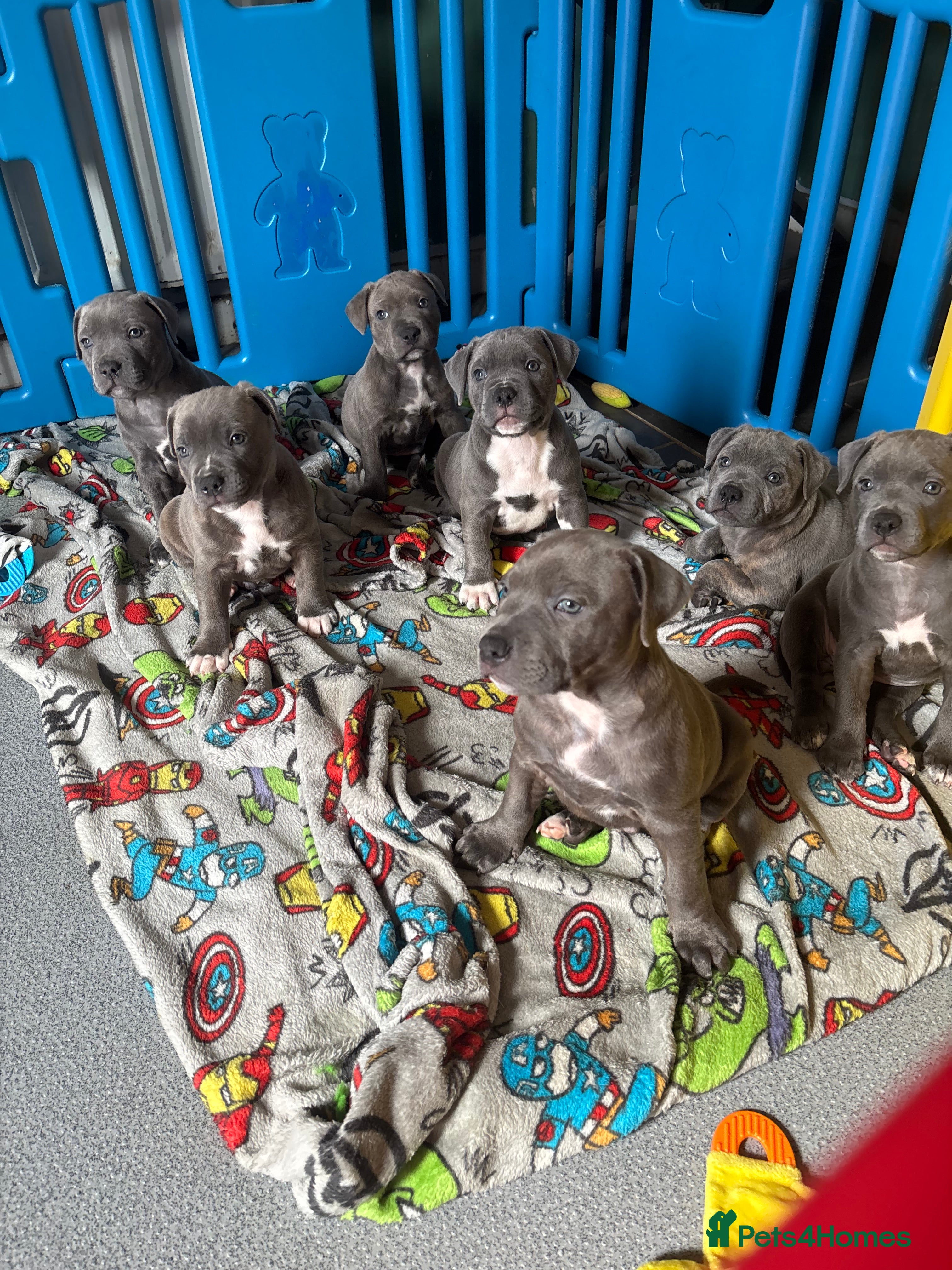 Staffordshire Bull Terrier dogs Beautiful Staffordshire Bull Terrier Puppies - Advert 1