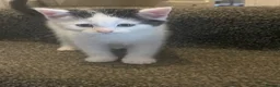 Turkish Van cats for sale: Only 1 male kitten left £100 - Advert 16